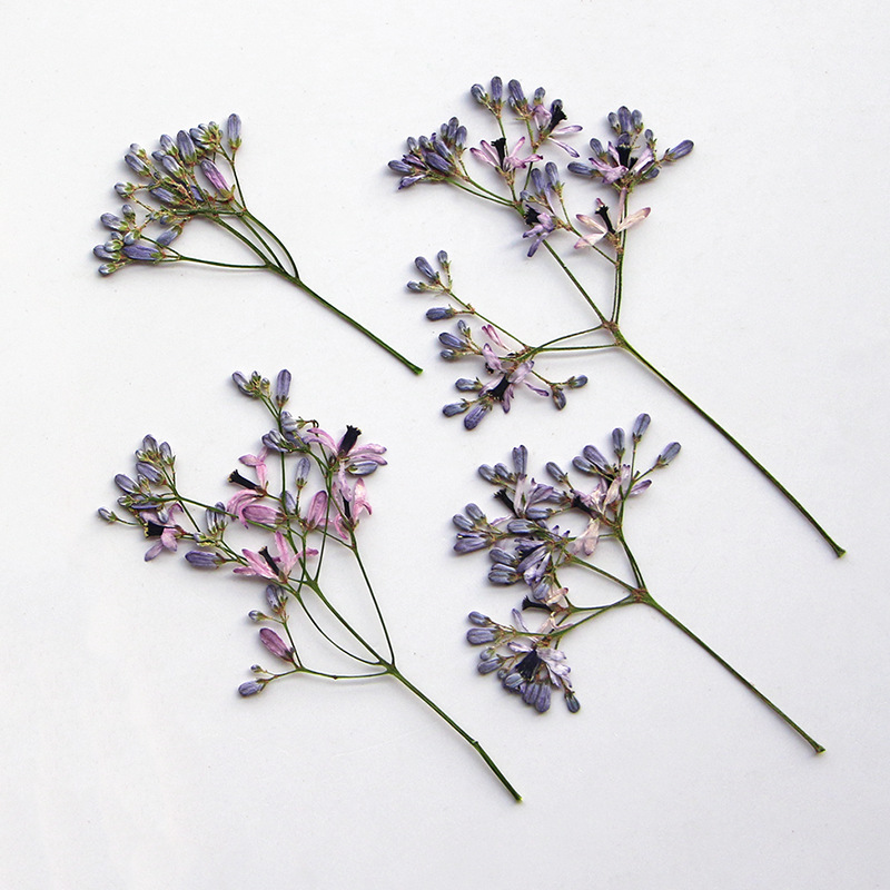 120pcs Pressed Dried Melia aze - Dried Flower Bookmark ulasan dan harga