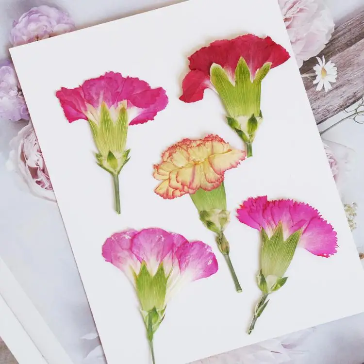 6pcs/4-7cm,Carnation dried flo - Dried Flower Bookmark ulasan dan harga