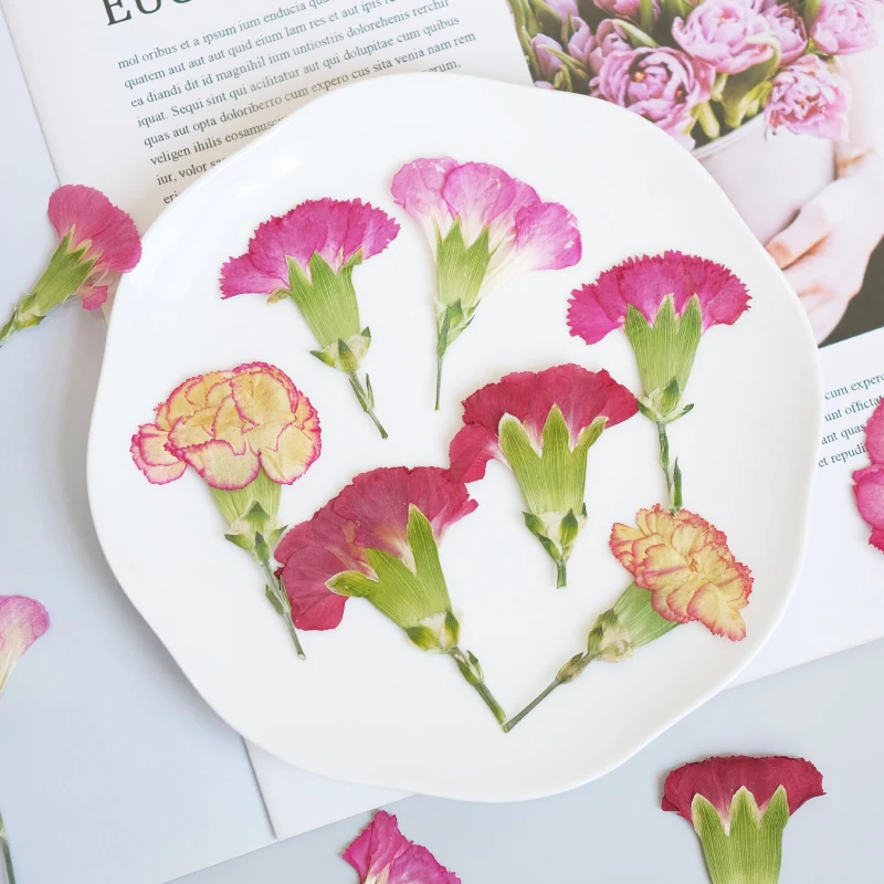 6pcs/4-7cm,Carnation dried flo - Dried Flower Bookmark ulasan dan harga