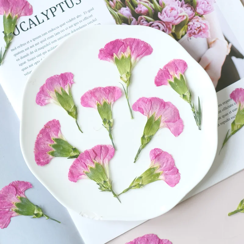6pcs/4-7cm,Carnation dried flo - Dried Flower Bookmark ulasan dan harga