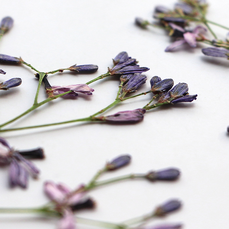 60Pcs Neem Tree Flower Branche - Dried Flower Bookmark ulasan dan harga
