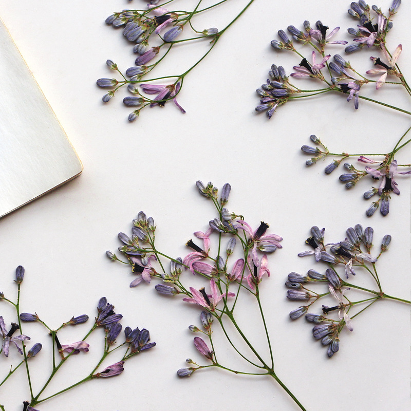 60Pcs Neem Tree Flower Branche - Dried Flower Bookmark ulasan dan harga