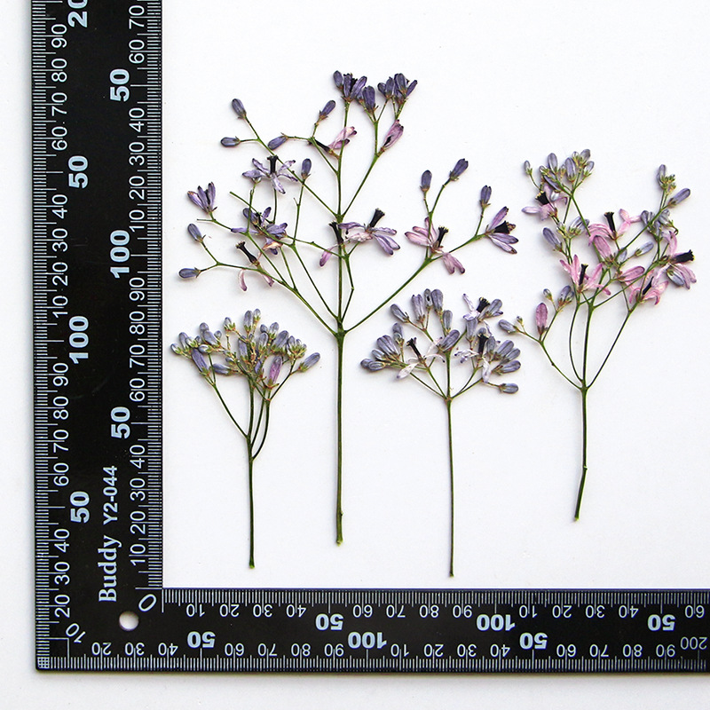 60Pcs Neem Tree Flower Branche - Dried Flower Bookmark ulasan dan harga