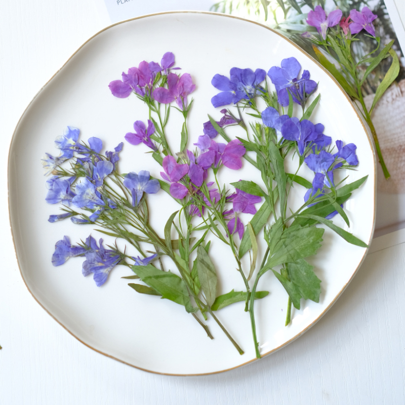 6pcs/8-13cm,nature Lobelia Eri - Dried Flower Bookmark ulasan dan harga