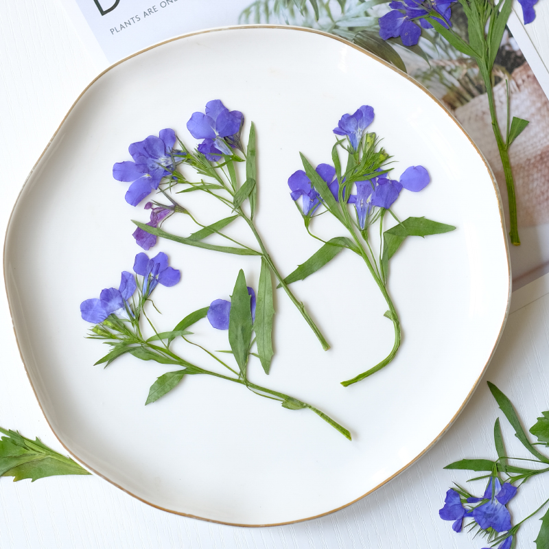 6pcs/8-13cm,nature Lobelia Eri - Dried Flower Bookmark ulasan dan harga