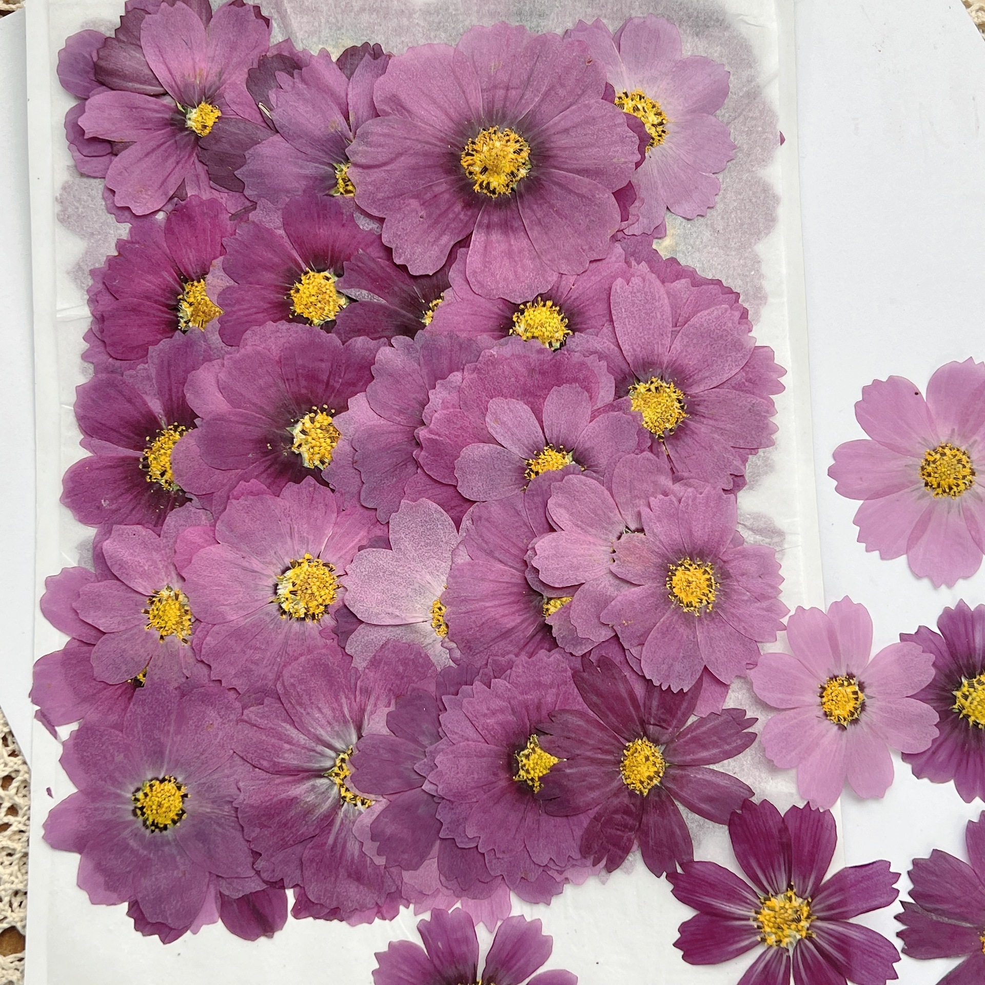 100Pcs Cosmos Dried Flower Pre - Dried Flower Bookmark ulasan dan harga