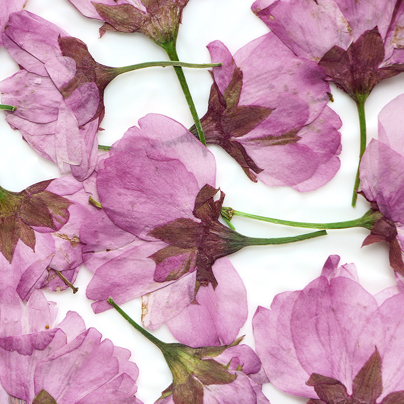 36Pcs Natural Dried Flower Pre - Dried Flower Bookmark ulasan dan harga