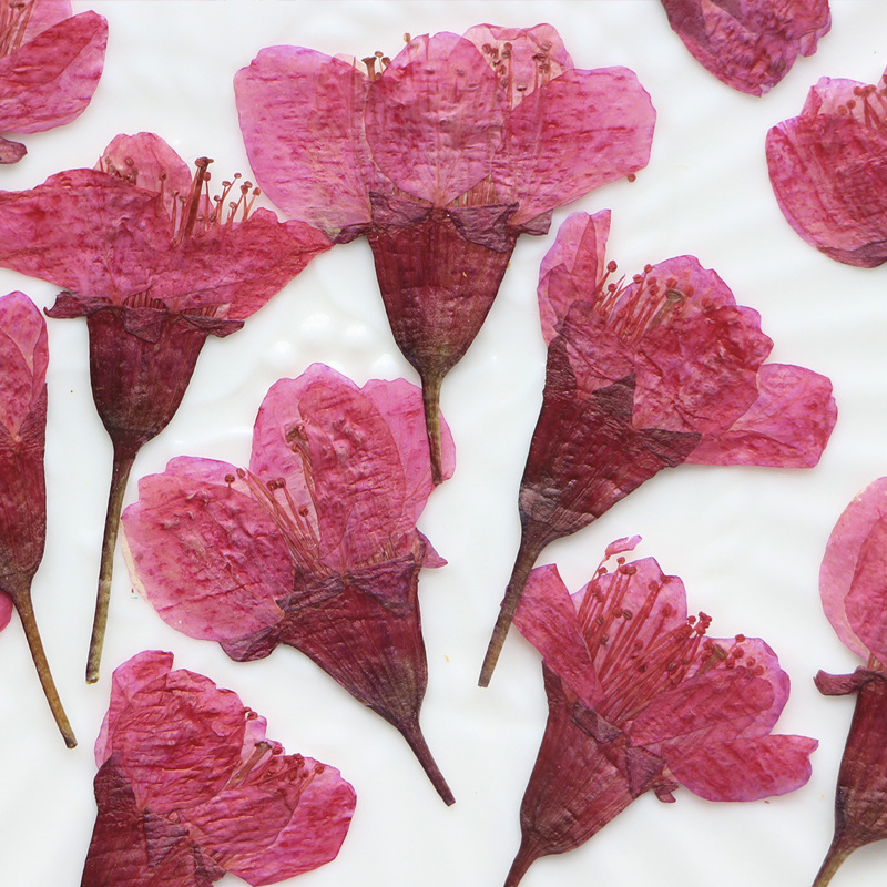 36Pcs Natural Dried Flower Pre - Dried Flower Bookmark ulasan dan harga