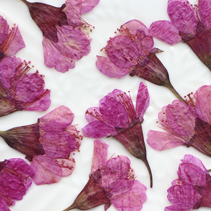 36Pcs Natural Dried Flower Pre - Dried Flower Bookmark ulasan dan harga