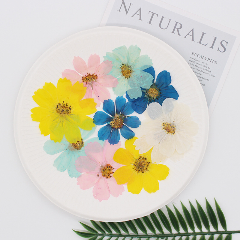 36Pcs Large Cosmos Flower Drie - Dried Flower Bookmark ulasan dan harga