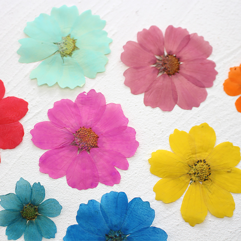 36Pcs Large Cosmos Flower Drie - Dried Flower Bookmark ulasan dan harga